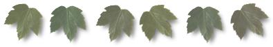 Maple Leaf 3 hose preview